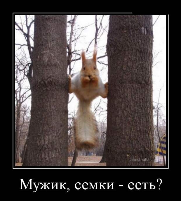 Подборка демотиваторов демотиваторы, юмор