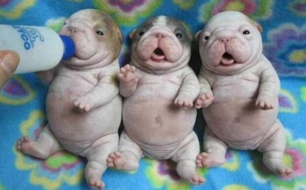 Прикольные картинки на Бугаге (49 шт)