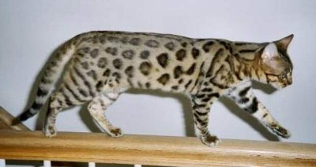 interesting  Top 10 Most Expensive Cat Breeds in the World