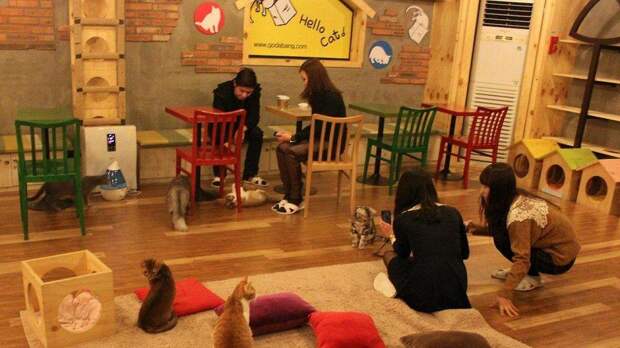 catcafe07 Самые необычные «кошачьи» кафе из разных стран мира