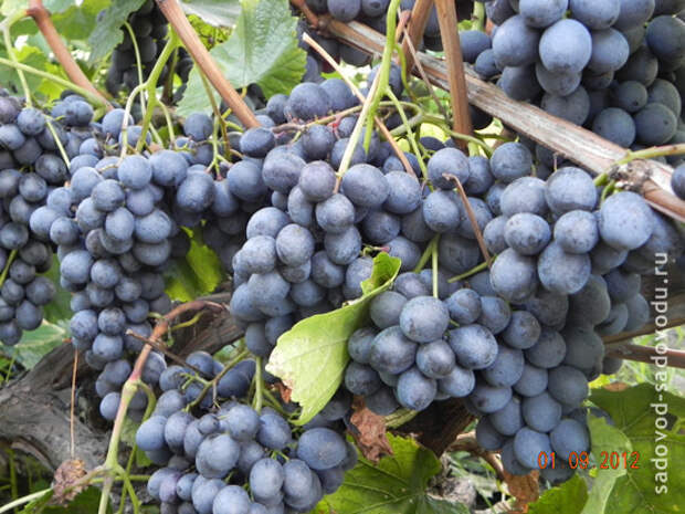 Виноград - болезни винограда и способы их лечения