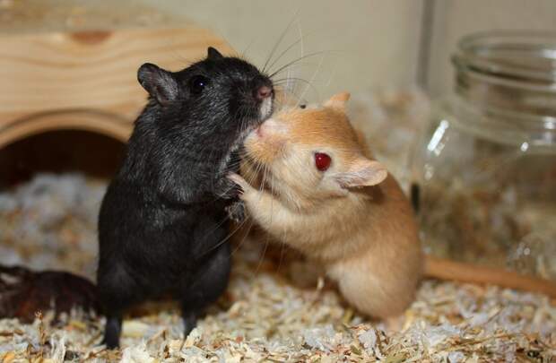 Gerbils