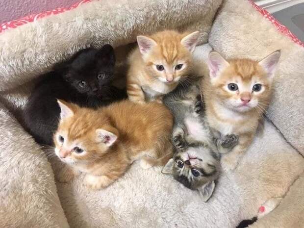 Котята в кроватке
