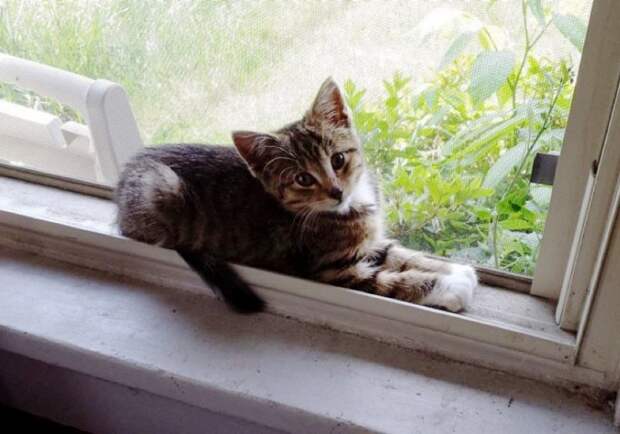 Больше никакого блуждания в лесу. Котенок обожает сидеть на окне своего постоянного и любящего дома. животные, коты, котёнок