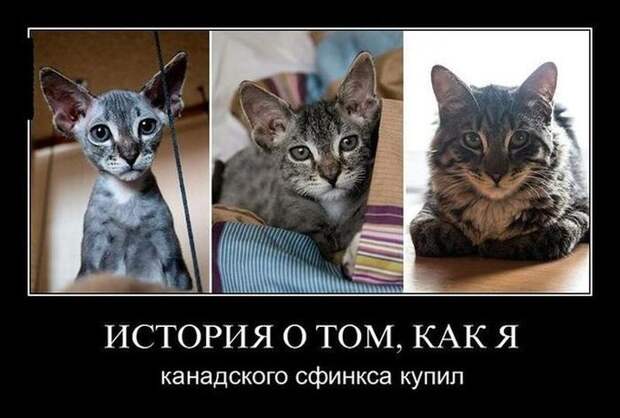 История о том, как я канадского сфинкса купил демотиватор, юмор