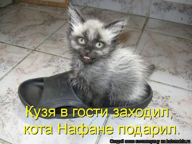 Лучшие котоматрицы недели