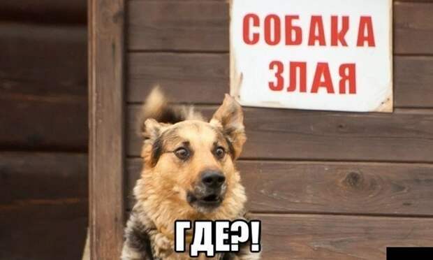 Смешные картинки с подписями катинки, прикол, юмор