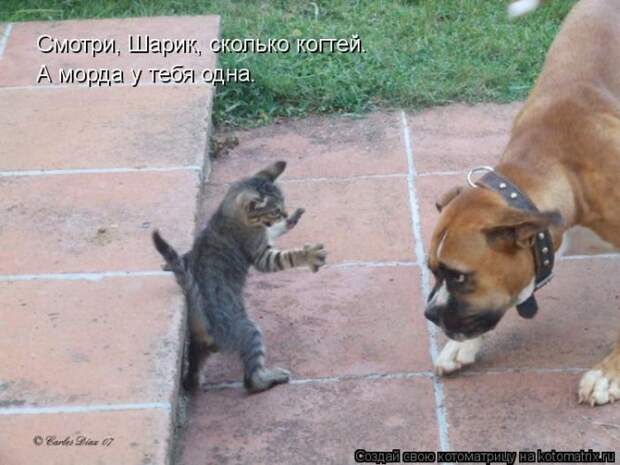 Котоматрица №33
