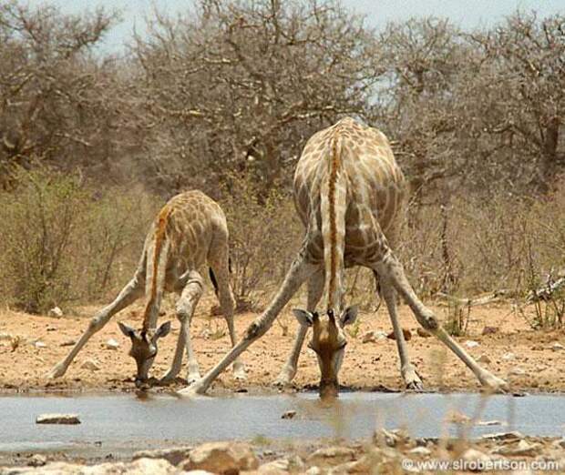 семья животных-жирафы