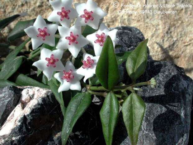 Hoya_lanceolata_bella (700x525, 114Kb)