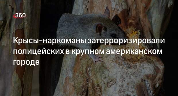 Крысы съели марихуану из полицейского хранилища улик в Новом Орлеане