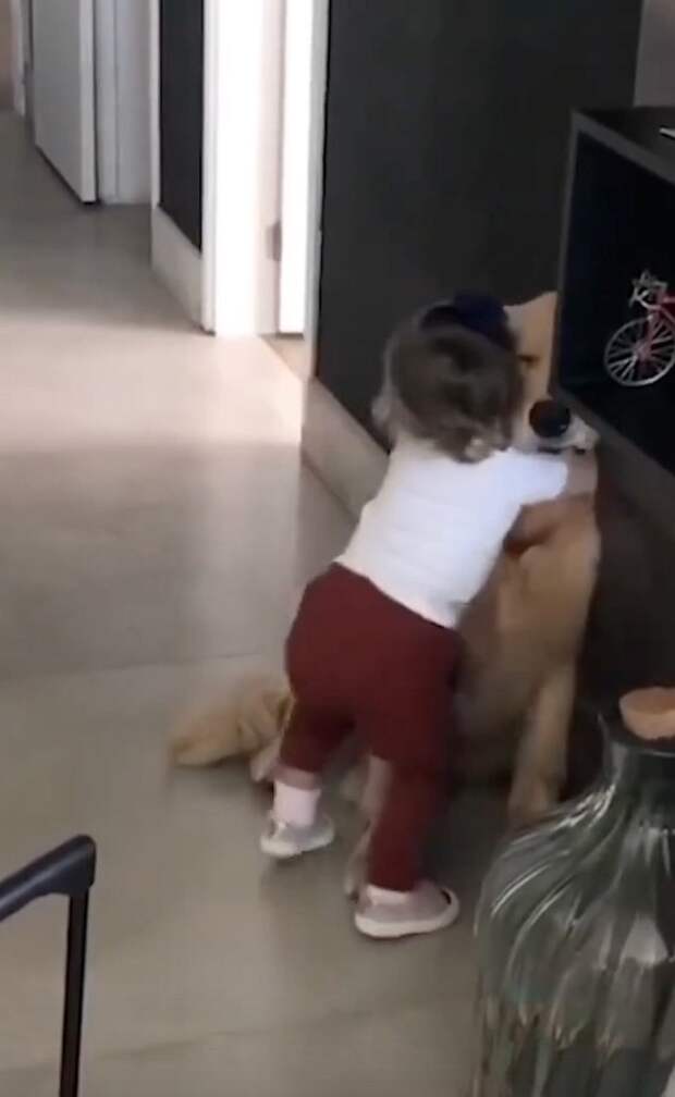 У хаски в глазах такая тоска и безысходность