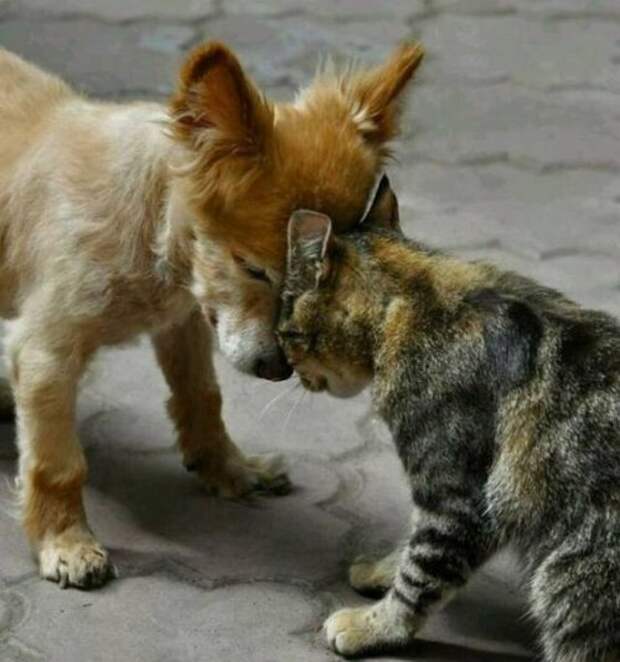 Прикольные картинки на Бугаге (49 шт)