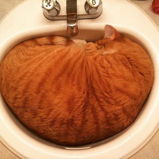 25 кошек, которые спят где угодно, кроме ваших коленей кошки спят, кошки спят в необычных местах