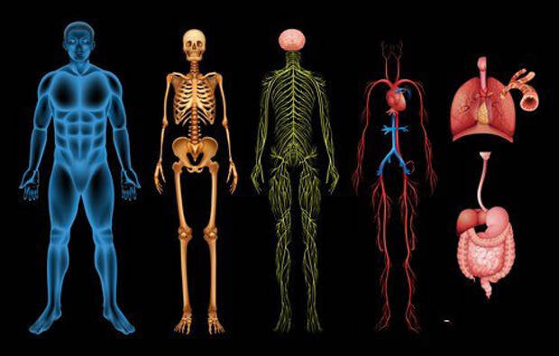 Наши органы – нас слышат. Поговори со своим телом