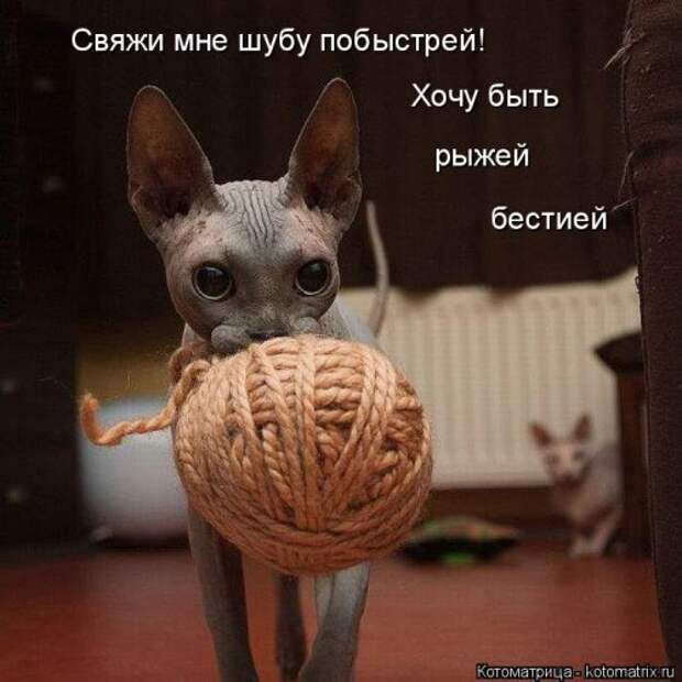 Отличная котоматрица для поднятия настроения (40 фото)