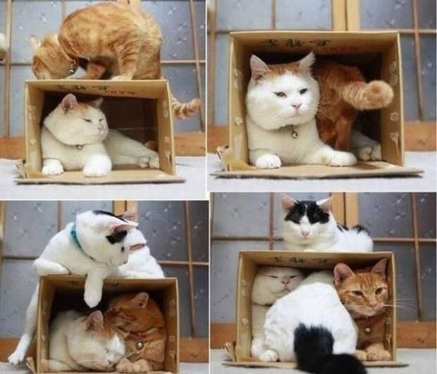Хозяин, выпусти! коты, фото