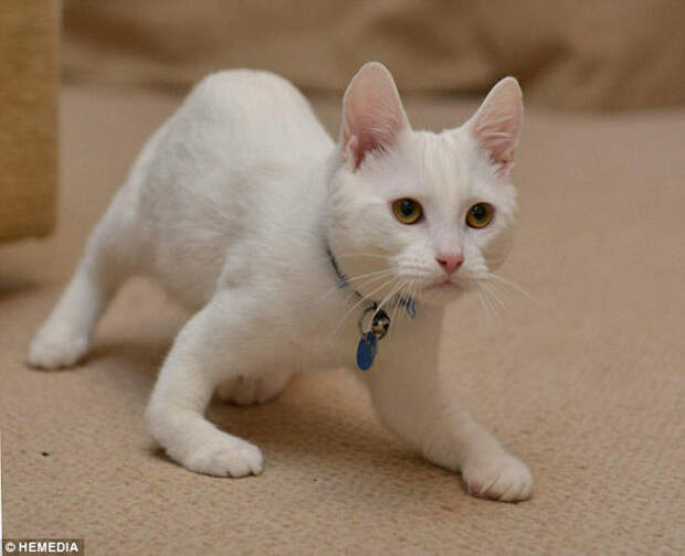 disabledcat02