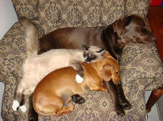 cat-and-two-dogs-sleeping-in-a-chair