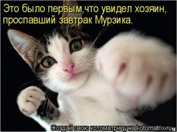 Котоматрица, прикольные коты с надписями.