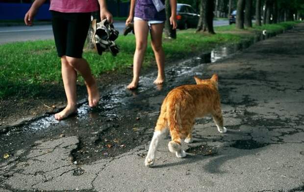 Петербургские коты... (фото)