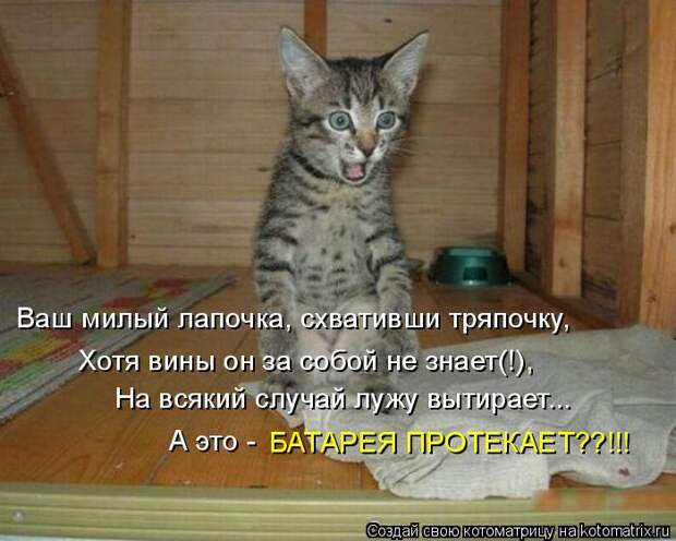 Котяры на приколе и их шаловливые друзья (35 фото)