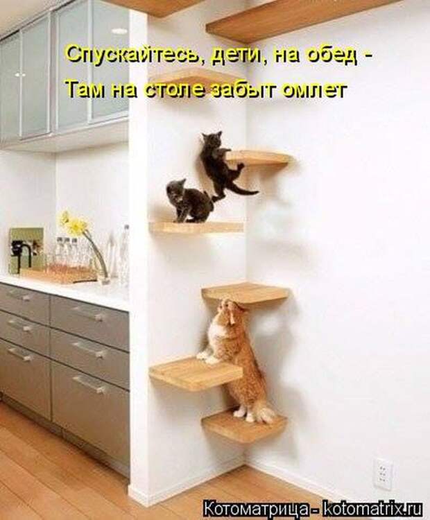 Котоматрицы(картинки с надписями)