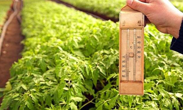 При какой температуре лучше выращивать овощи