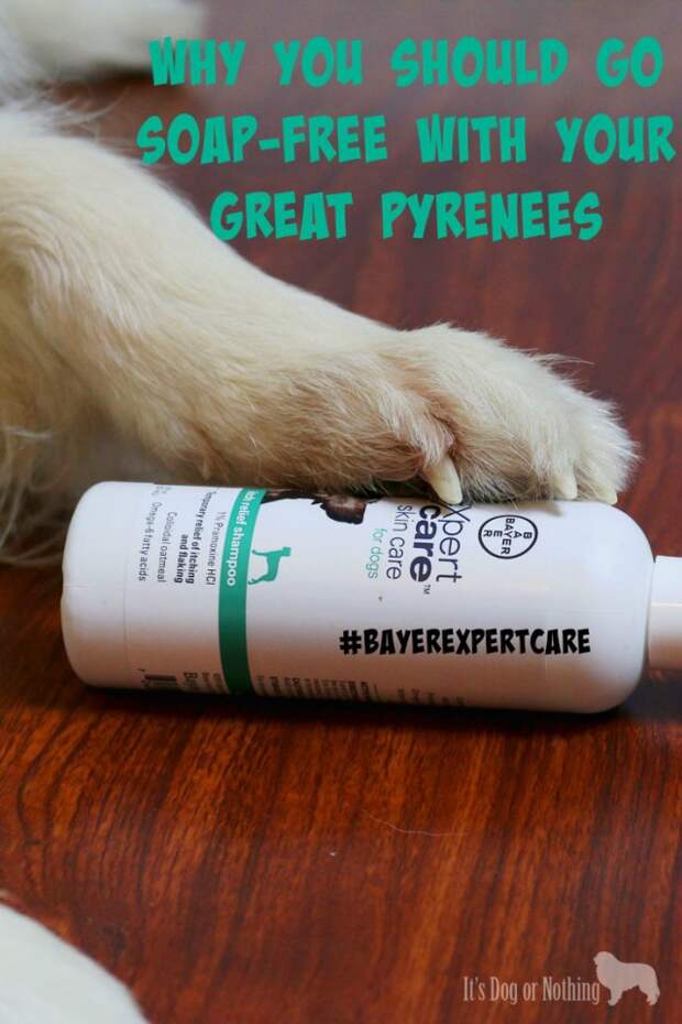 Why you should consider soap-free shampoo for your Great Pyrenees.