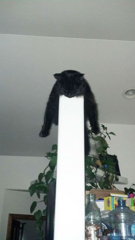Милота дня! Спим где хотим!)))