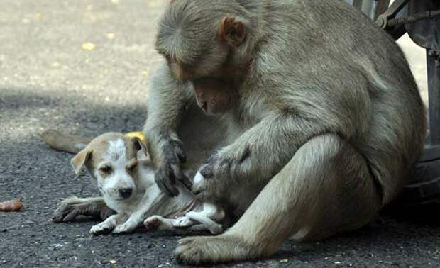 обезьяна усыновила щенка, обезьяна в Индии спасла щенка