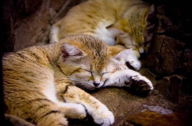 Барханный кот - кот, который всегда остается похожим на котенка животные, коты