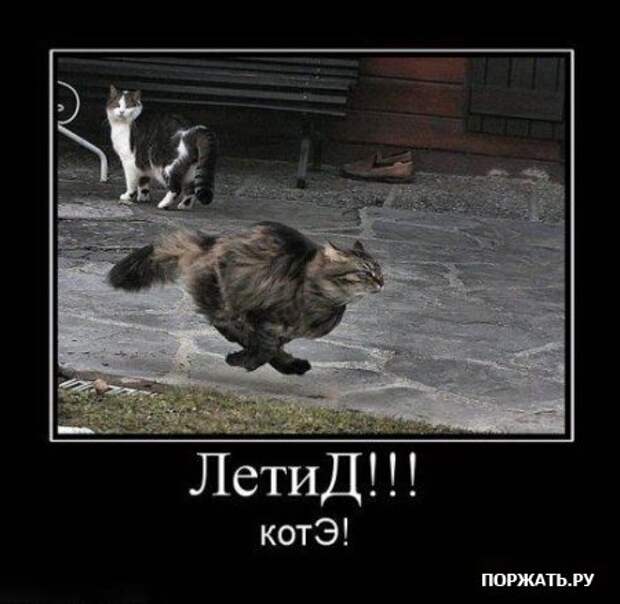 Демотиваторы про котэ (30 фотэ)