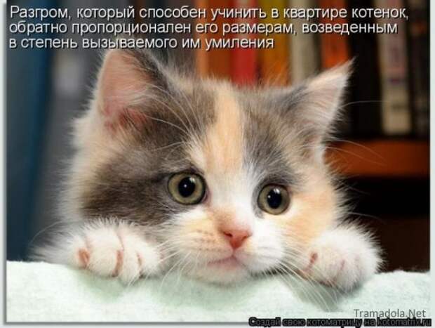 Осенняя подборка Котоматриц 2010 - Выпуск 22
