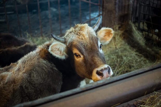 Смоленщина демонстрирует рост темпов развития животноводства