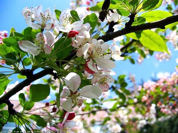 В Комсомольске впервые пройдет праздник "Цветущая яблоня" Экология Амура