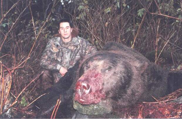 Самый большой медведь. Самые большие животные, животные, рекорды