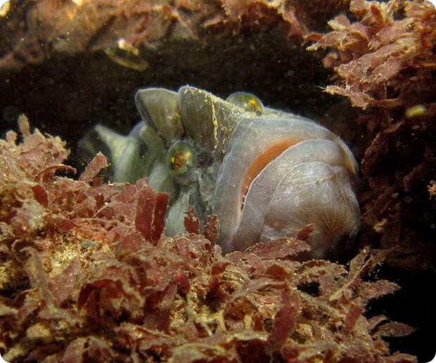 Цебидихтис (лат. Cebidichthys violaceus)