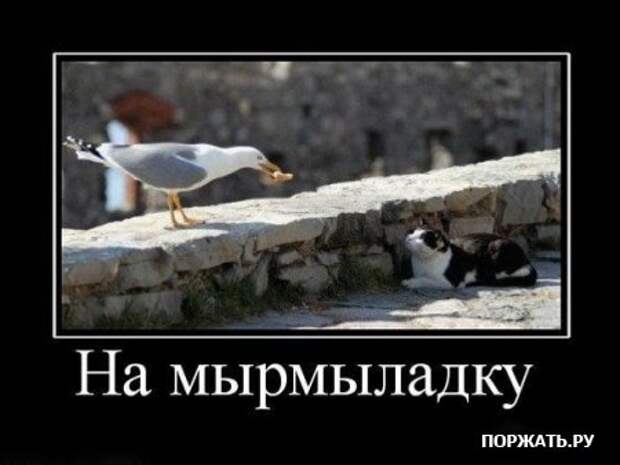 Демотиваторы про котэ (30 фотэ)