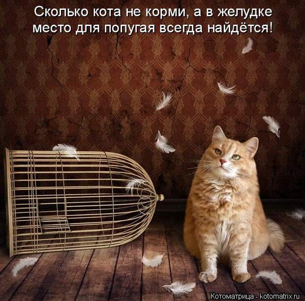 Котоматрица: Сколько кота не корми, а в желудке место для попугая всегда найдётся!