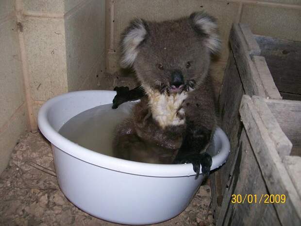 Koala13 Самые удивительные факты о коалах