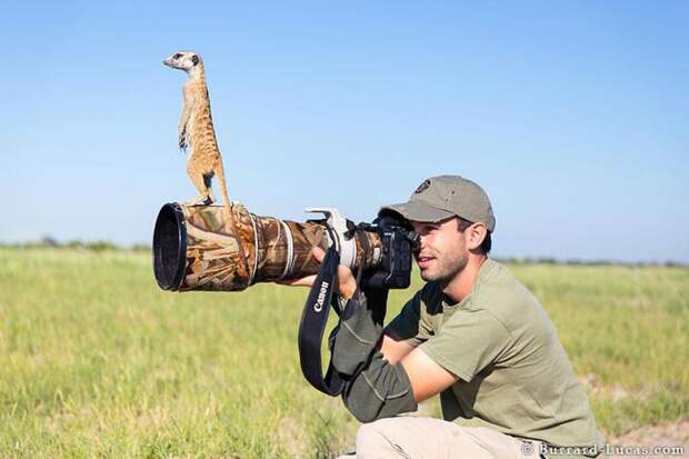 сурикат на фотоаппарате