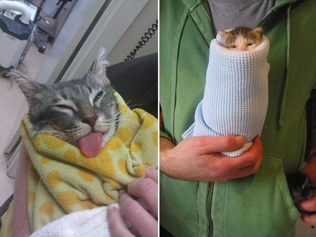 Кошачья шаурма кот, шаурма, юмор
