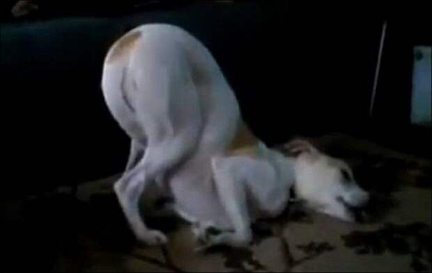 Спящие собаки