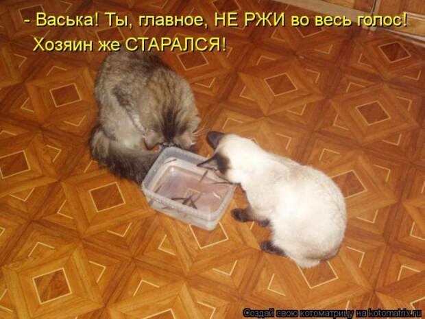 Котоматрица №33