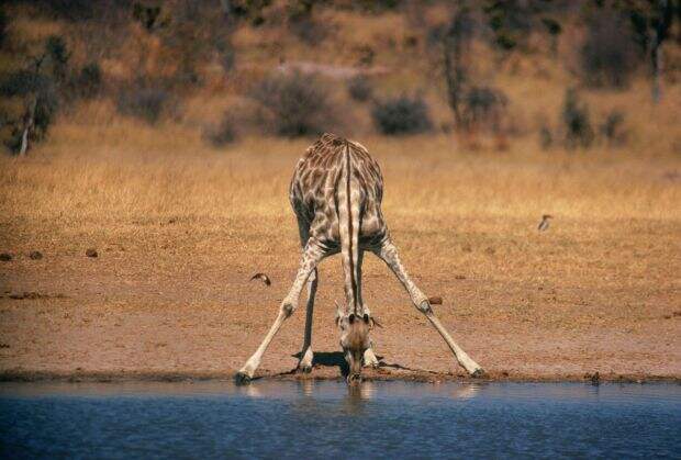 Вы когда-нибудь видели как пьют жирафы?