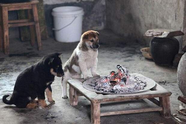 греющиеся щенки
