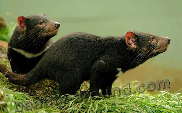 Тасманийский Тасманский дьявол / Tasmanian-devil - животное Австралии, австралийское животное