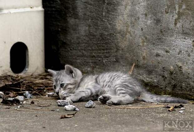 http://basik.ru/images/street_cats/52_street_cats.jpg