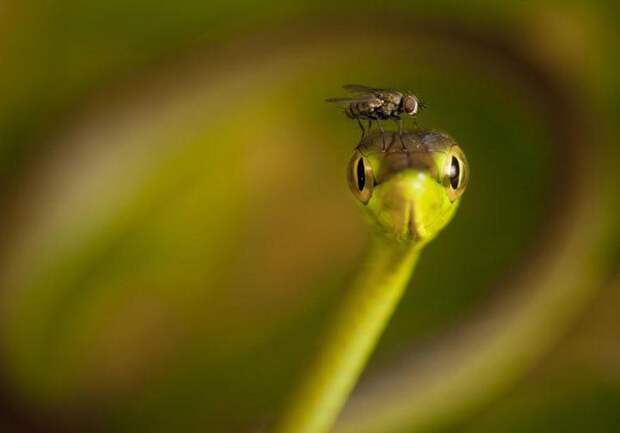 national-geographic-traveler-photo-contest-змея